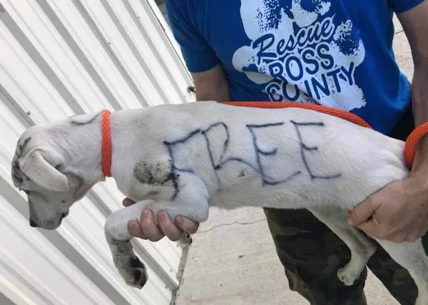 Abandonan a una perra con mensajes escritos en su cuerpo: 