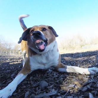 La perra fotógrafa con más arte: Tula y su GoPro …