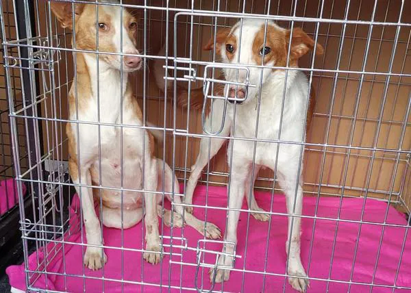 Tu sueño empieza hoy: la nueva vida de 9 perros rescatados de un Síndrome de Noé en Huelva