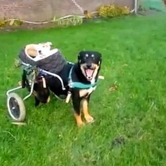 BFFs caninas: una perra en silla de ruedas pasea a …