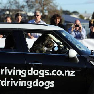 Perros conduciendo un MINI: Monty y Porter en acción por …