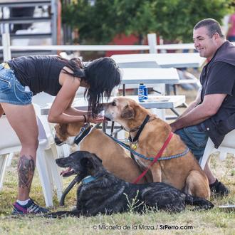 Perros adoptados: consejos útiles para su mejor integración en la …