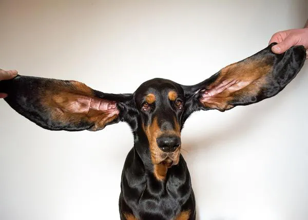 ¡Todo oídos! Os presentamos a Lou, la guaperrima ganadora del Guiness a las orejas más largas