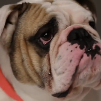 Mulberry Loves Dogs: un vídeo perruno muy fashion con muchos …