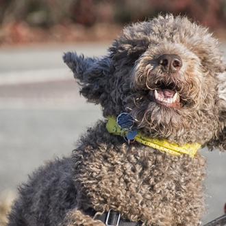 La mayoría de los perros urbanos muestran comportamientos problemáticos relacionados …