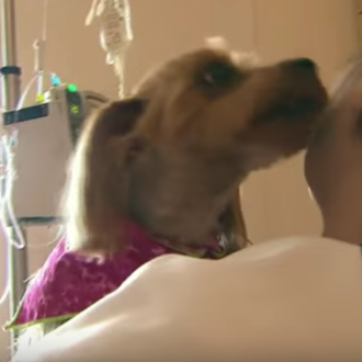El vínculo entre perros y humanos es terapéutico: un hospital …