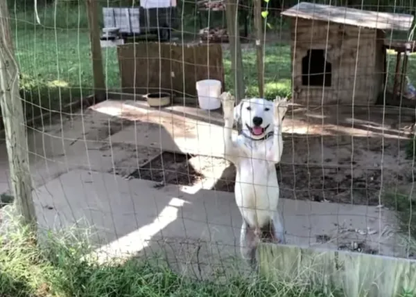 Un can que pasó media vida encerrado muestra, con todo su cuerpo, su felicidad al ser liberado
