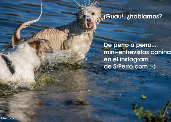 ¿Hablamos? De perro a perro, mini entrevistas caninas en el instagram de SrPerro, ¡apúntate!