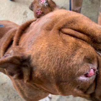 140 perros en pésimas condiciones en dos criaderos ilegales liberados …