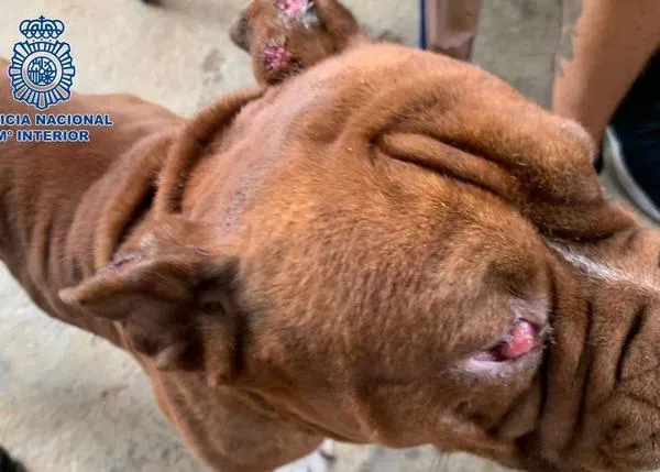 140 perros en pésimas condiciones en dos criaderos ilegales liberados por la Policía Nacional en Málaga