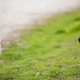 Crece en España la convicción de que los animales comparten …