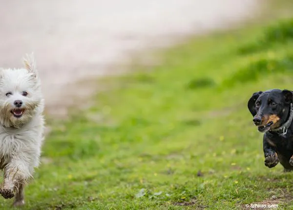 Crece en España la convicción de que los animales comparten nuestras emociones y sentimientos: el miedo, el dolor, el placer...