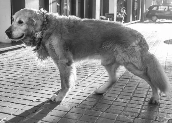 Displasia de cadera en perros: cómo detectarla y tratarla