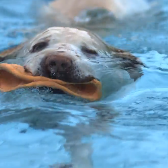 Hidroterapia canina, a cámara lenta: el poder del agua para …