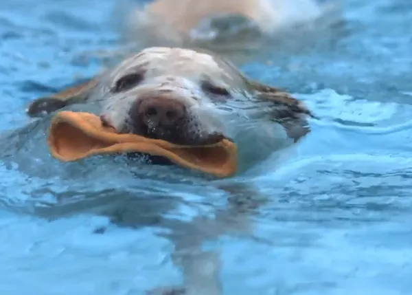 Hidroterapia canina, a cámara lenta: el poder del agua para ayudar a los perros