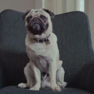 Los perros y Volkswagen: sus mejores anuncios con prota canino …