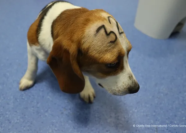 Cruelty Free International denuncia brutales abusos a perros, conejos, cerdos y otros animales en un laboratorio de Madrid
