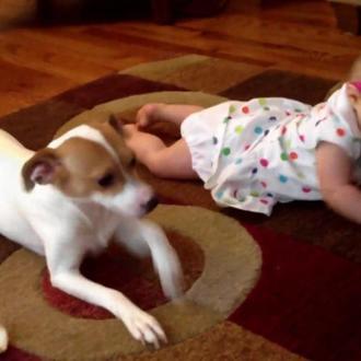 Lecciones de gateo perri-humano: la amistad entre una niña y …