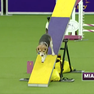 Una Beagle muy Beagle enamora al público en un campeonato …