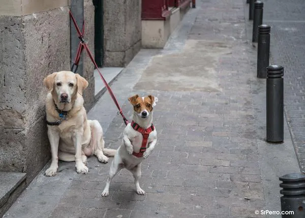 Guía oficial para paseadores de perros: pautas para asegurar el bienestar de los canes