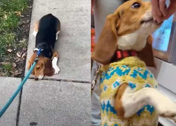 La transformación de una Beagle de laboratorio, de no poder ni andar a no parar de ser feliz