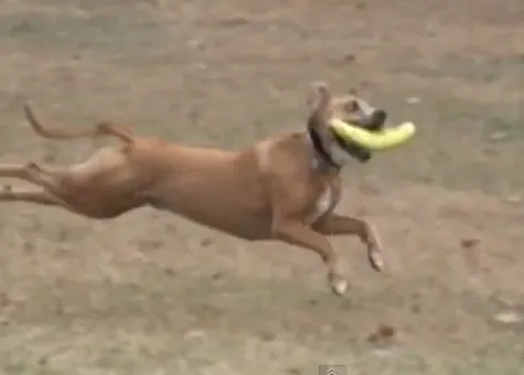 Los atrapa todo: canes a la caza y captura de la pelota, del frisbee...