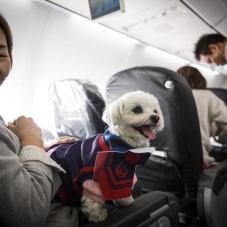 El vuelo más dog friendly: los perros suben a Japan …