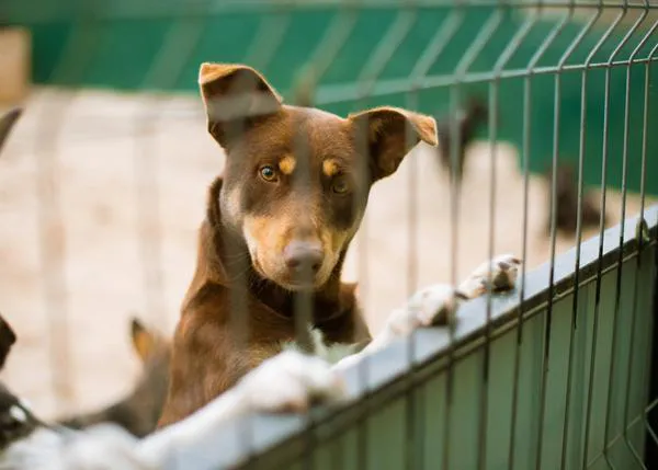 La Xunta dará ayudas de hasta 150 euros por la adopción de perros o gatos en los centros de protección animal municipales