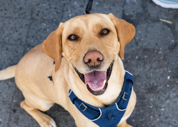 50.000 perros han posado para la cámara de una sola persona, The Dogist