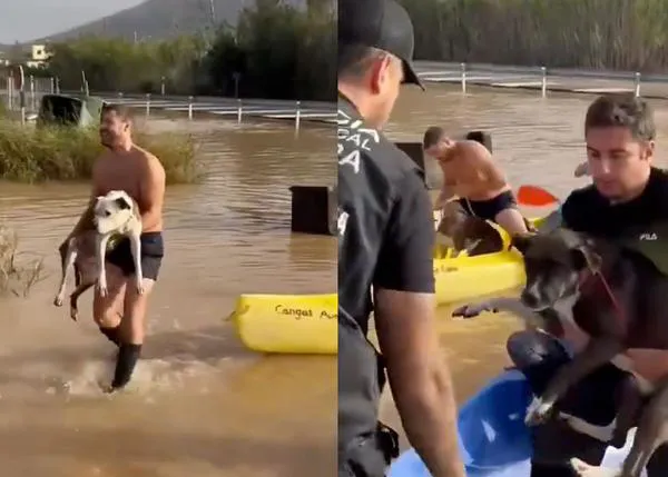 Numerosos perros rescatados en Cullera: si alguien busca a su can, el ayuntamiento recomienda llamar a la Policía Local