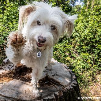 Un estudio demuestra que los perros educados en positivo obedecen …