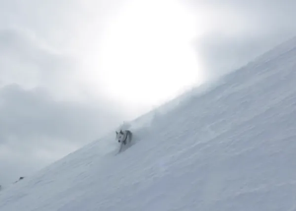 Snowboarding con perro: espectaculares imágenes de un deportista y su Husky