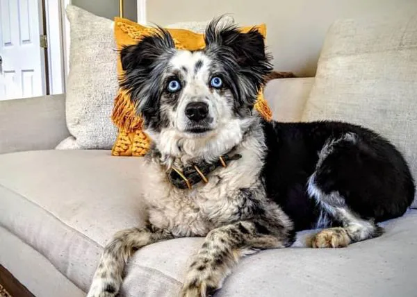 El reencuentro más feliz: un perro robado de la puerta de una tienda vuelve a casa tras meses de búsqueda