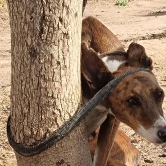 Cuando el maltrato evidente a los perros de caza pasa …