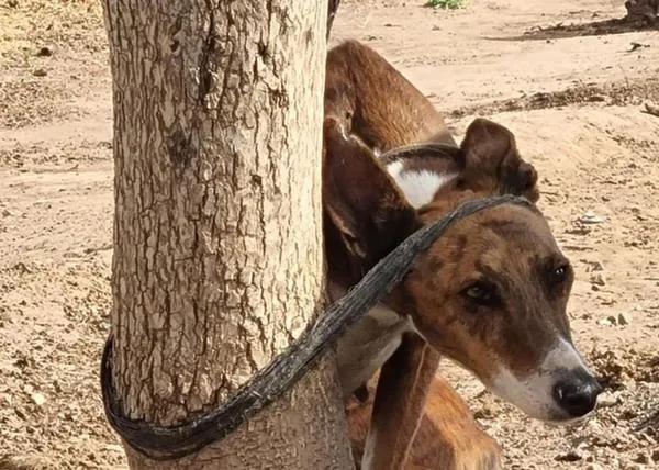 Cuando el maltrato evidente a los perros de caza pasa por trato normal (a ojos de ciertos veterinarios)
