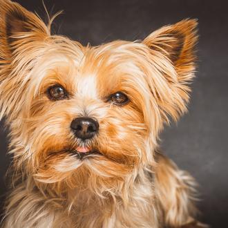 Estornudo inverso en perros: un estudio español comprueba lo frecuente …