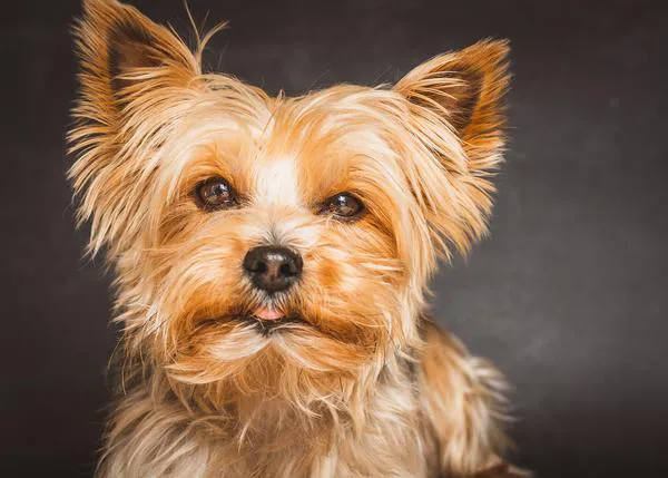 Estornudo inverso en perros: un estudio español comprueba lo frecuente que es, especialmente en canes pequeños