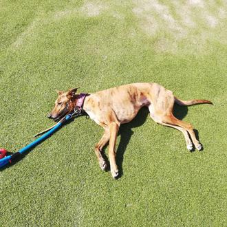 Los perros podrán pasear sueltos en algunos parques en Murcia …