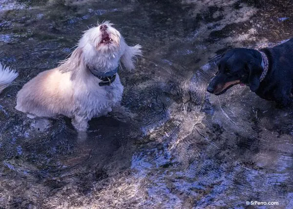 Utilizan inteligencia Artificial para intentar traducir lo que los perros comunican a través de sus ladridos