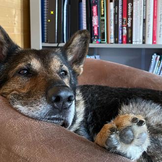 Un mensaje muy importante del humano de un perro muy …