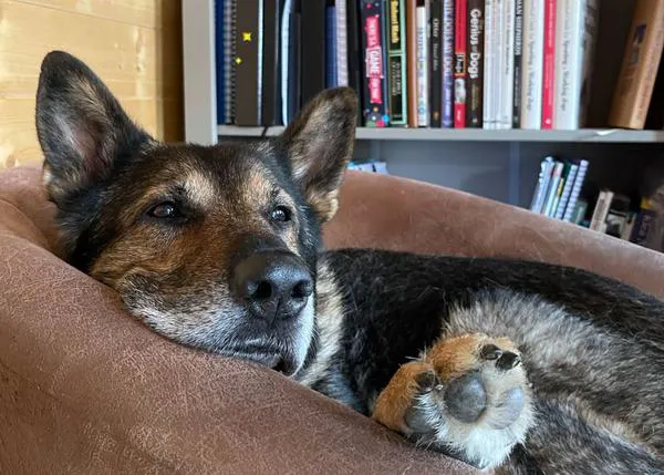 Un mensaje muy importante del humano de un perro muy especial: 