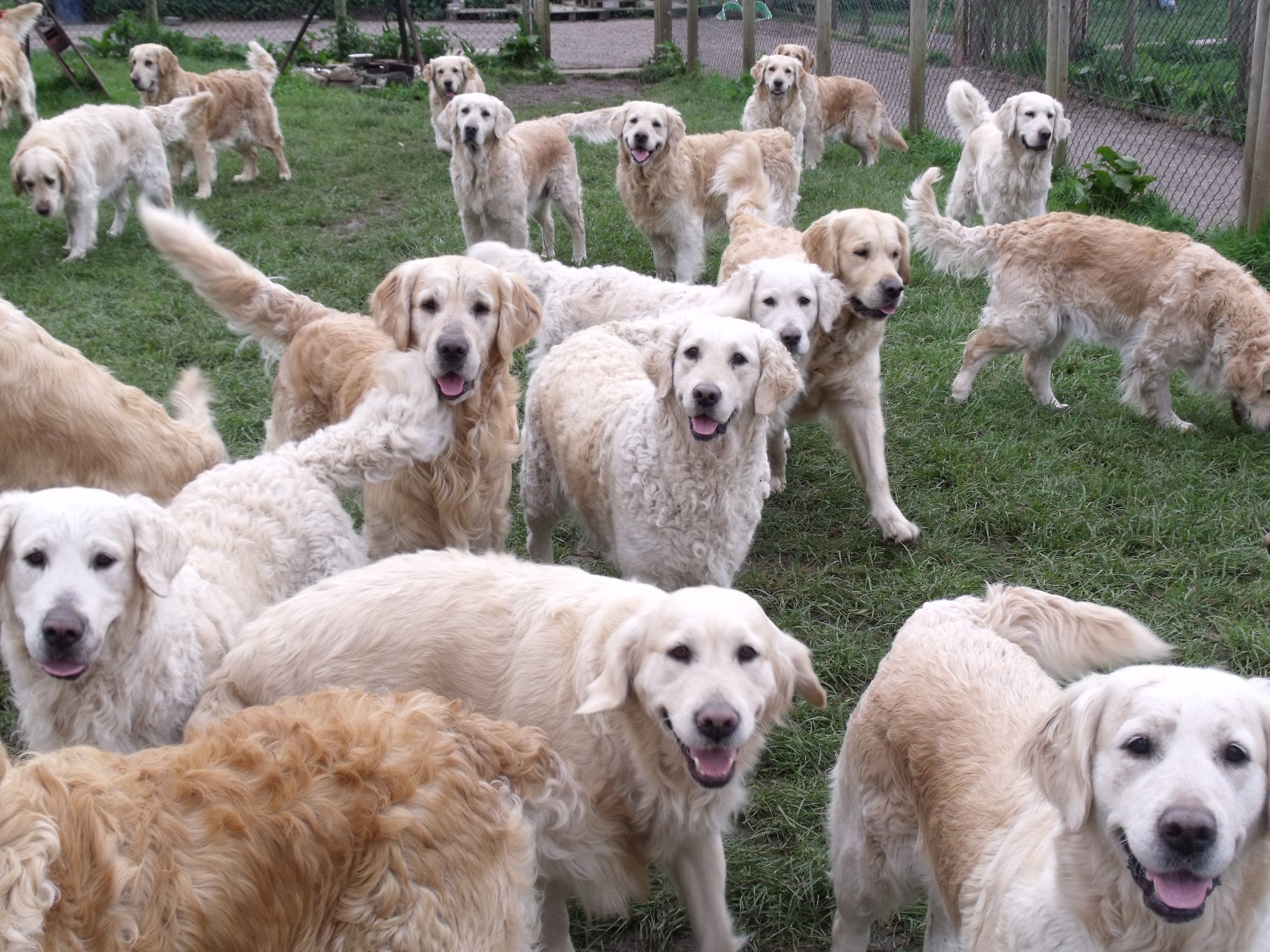 son todos los golden retrievers estupidez