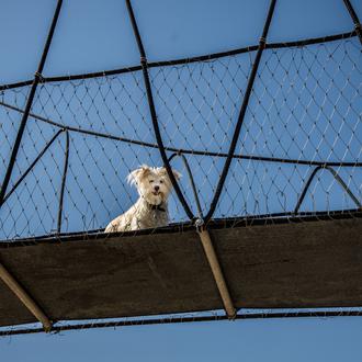 Sobre lobos y perros: desmontando la teoría de la dominancia …