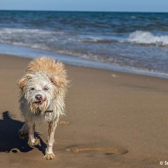 Los perros y las playas con Bandera Azul en España …