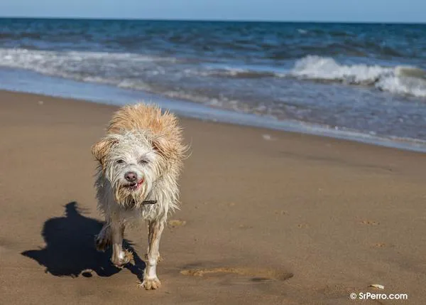 Los perros y las playas con Bandera Azul en España ¿qué dice la normativa?