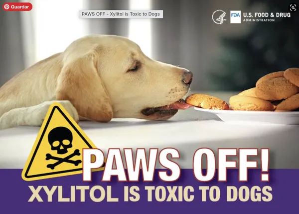 Ojo con el azúcar de abedul o azúcar de madera: es extremadamente peligroso para los perros