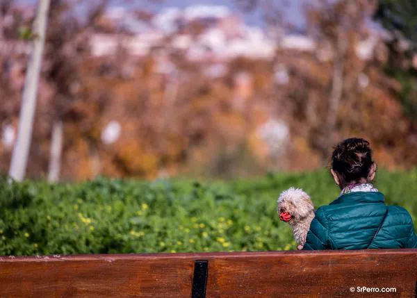 ¿Cómo fomentar las adopciones de perros? Un estudio demuestra la eficacia de las acogidas temporales, incluso breves