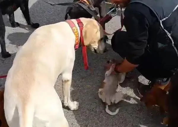 Denuncian por maltrato a un paseador que lleva a 10 perros por Madrid y le hace un alpha roll a un cachorro