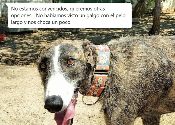 es un galgo una buena mascota familiar