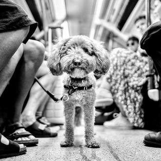 Retratos de perros urbanos en blanco y negro, las fotos …